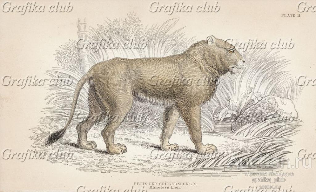 Лев (felis leo gougeralensis (лат.)) (лист 11 тома