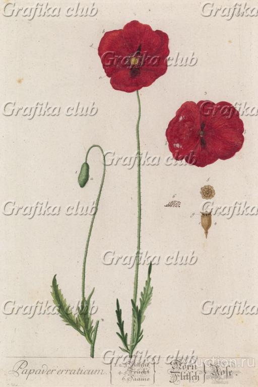 Мак красный (Papaver eraticum rubrum (лат.)) (лист