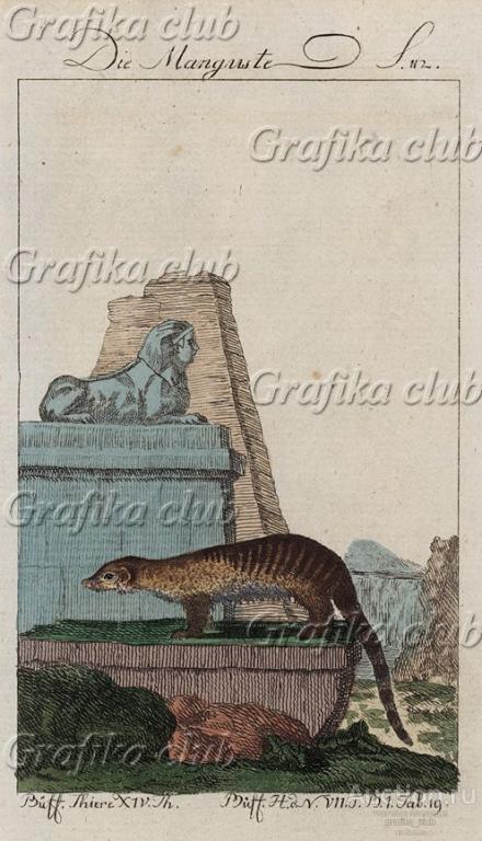 Самка мангуста на развалинах (из немецкого издания