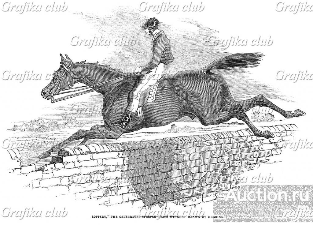 Мерин, победитель стипл-чейза — скачки