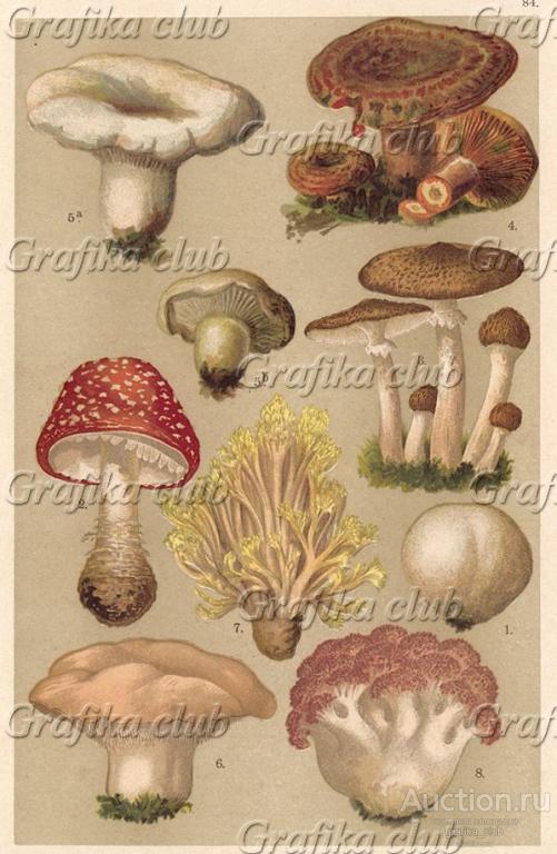 Дождевик черноватый (Bovista nigrescens), мухомор