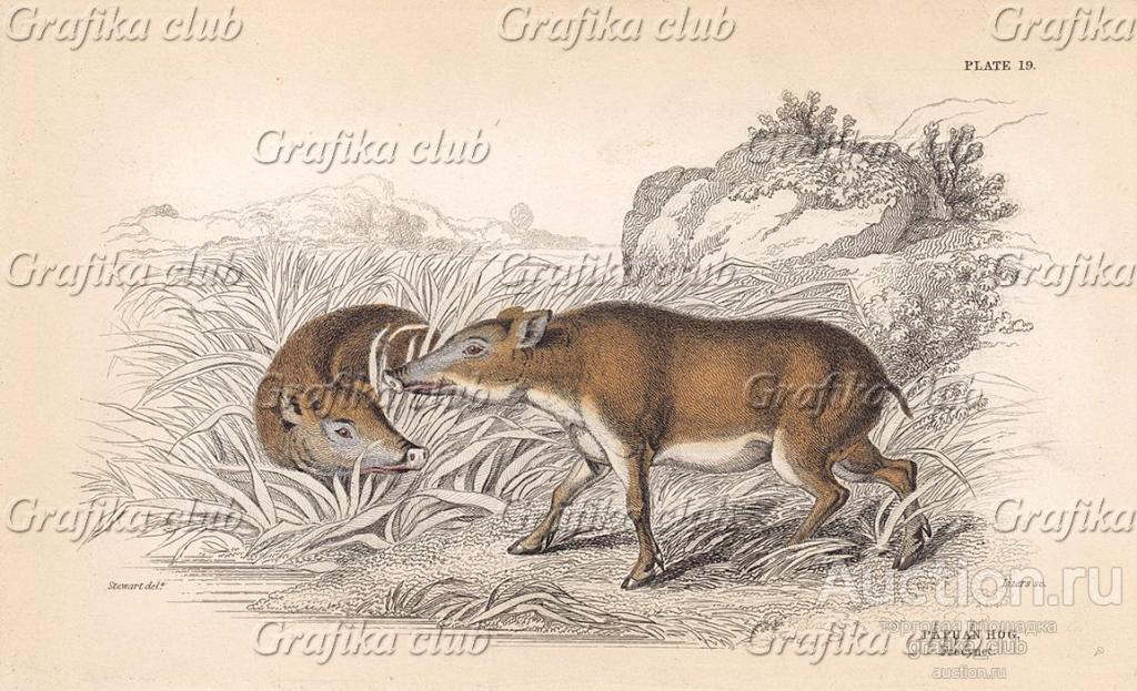 Папуасская свинья. Papuan Hog (англ.). Вильям