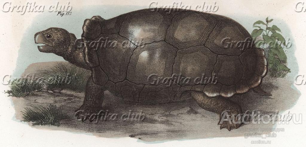 Чёрная черепаха Cylindraspis Vosmarii (лат.) (из