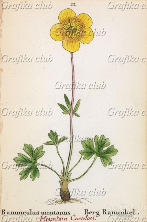 Лютик горный (Ranunculus montanus (лат.)) (лист