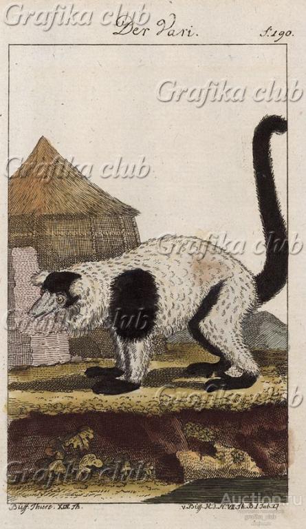 Лемур Вари на фоне хижины (из немецкого издания