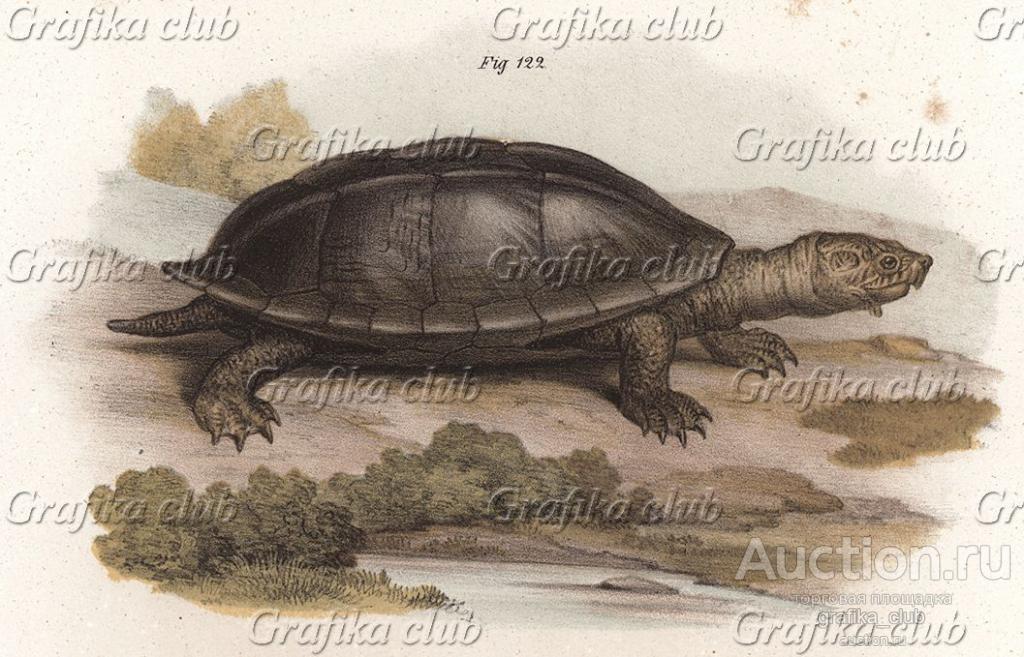 Американская черепаха Stayrotypus tryporcalus (лат