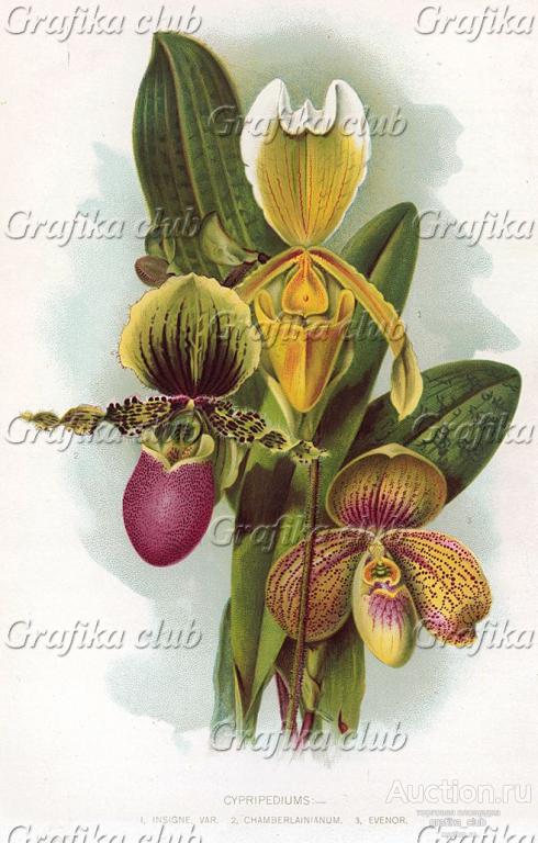 Орхидеи-башмачки: Башмачок Замечательный, Башмачок