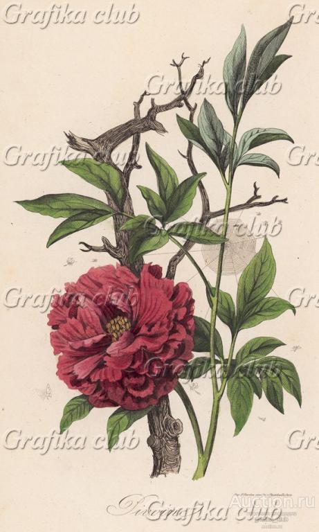 Пион (иллюстрация к работе Ахилла Конта Musée