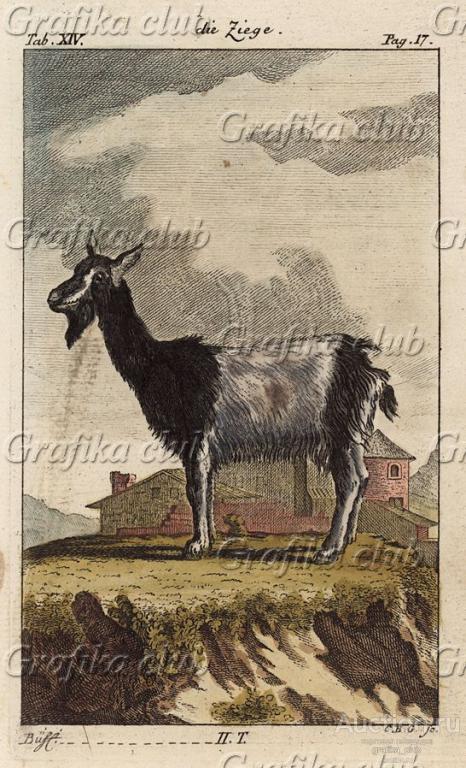 Коза на фоне сельского пейзажа (из немецкого