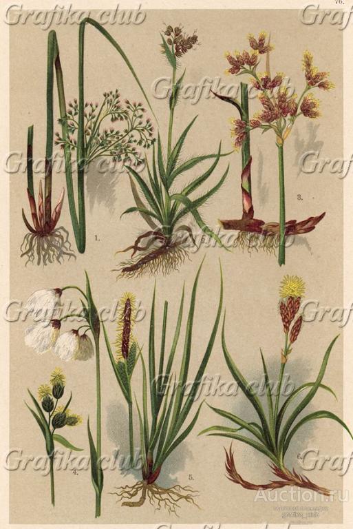 Ситник развесистый (Juncus effusus), ожика полевая