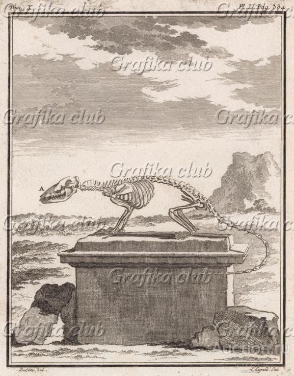 Скелет (лист L иллюстраций к десятому тому