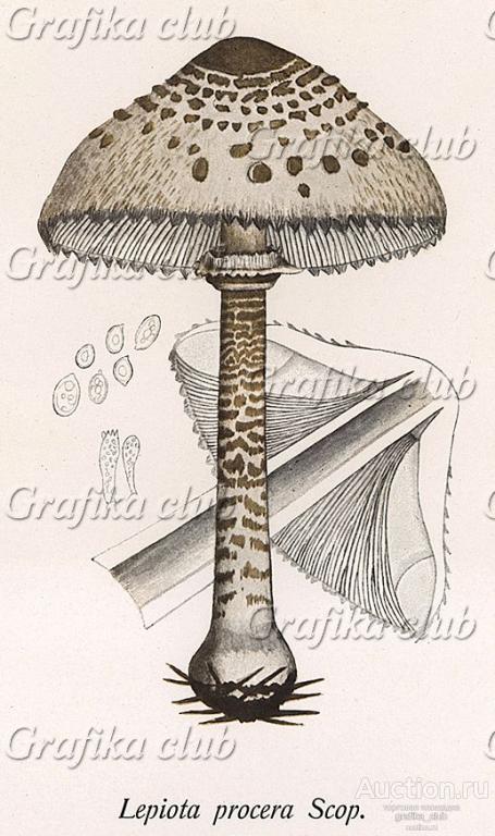 Гриб-зонтик пёстрый, Lepiota procera Scop. (лат — покупайте на Auction ...