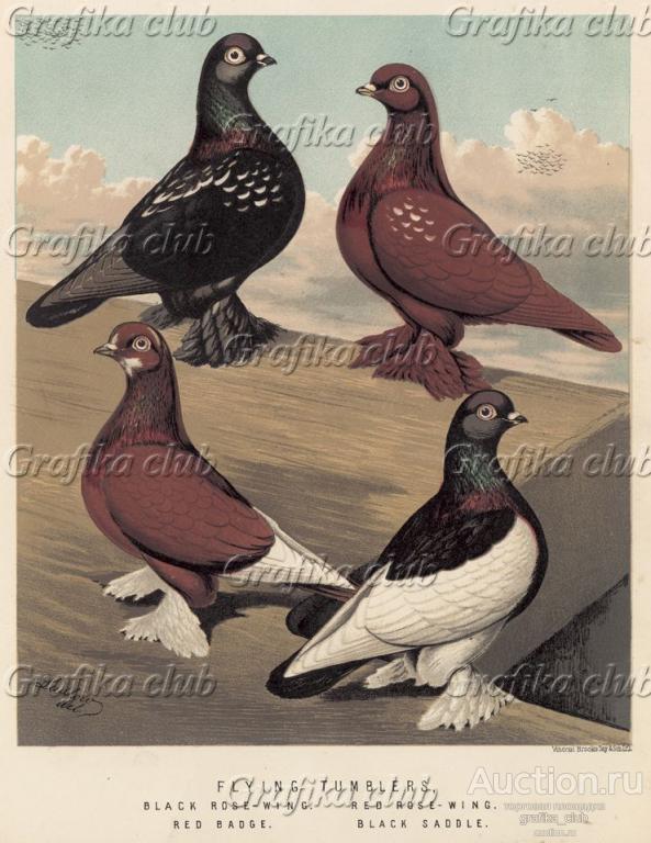 Турманы-летуны с ножным оперением: розовокрылый