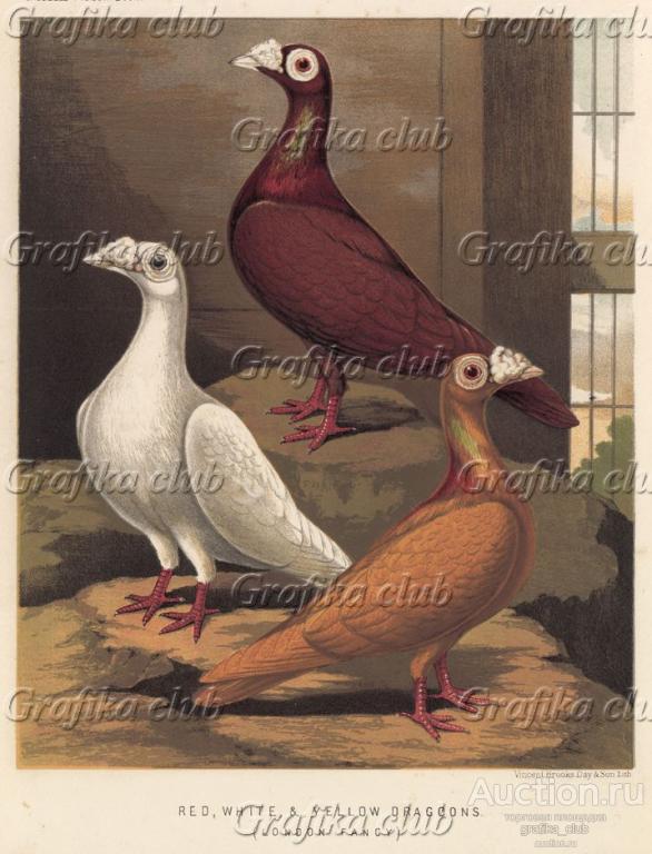 Голуби-драгуны: красный, белый и жёлтый