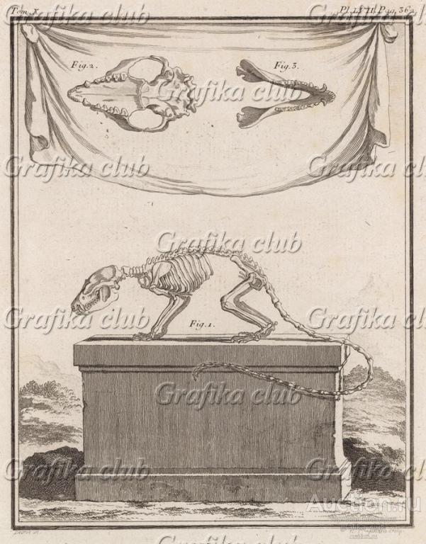 Скелет (лист LVII иллюстраций к десятому тому