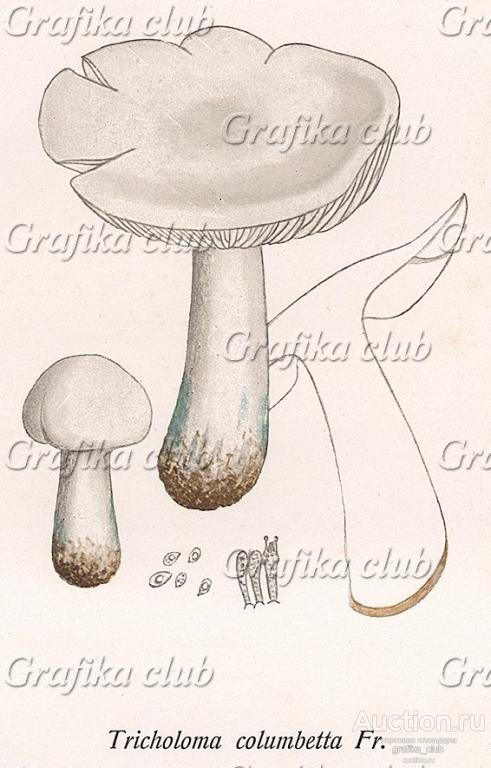 Рядовка голубиная, или голубок, Tricholoma