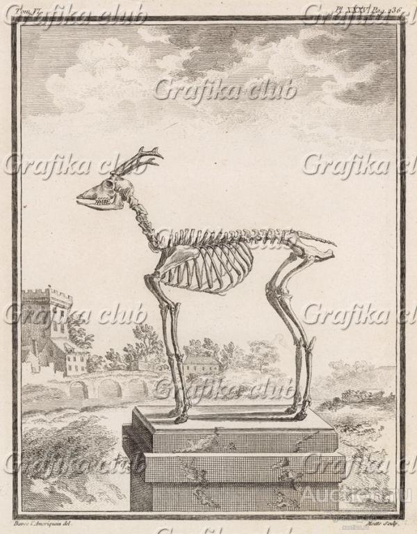 Скелет рогатого животного (лист XXXV иллюстраций