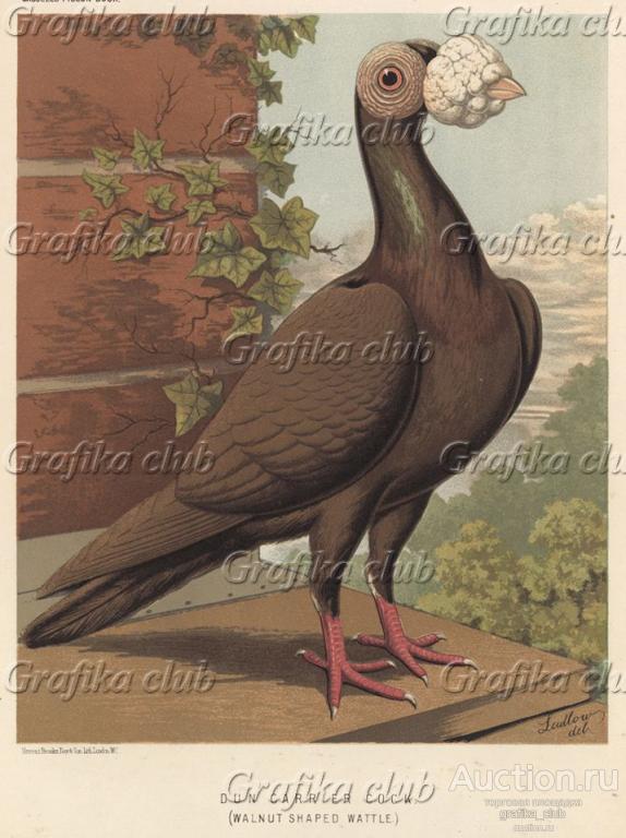 Голубь почтовый серый (из знаменитой "Книги