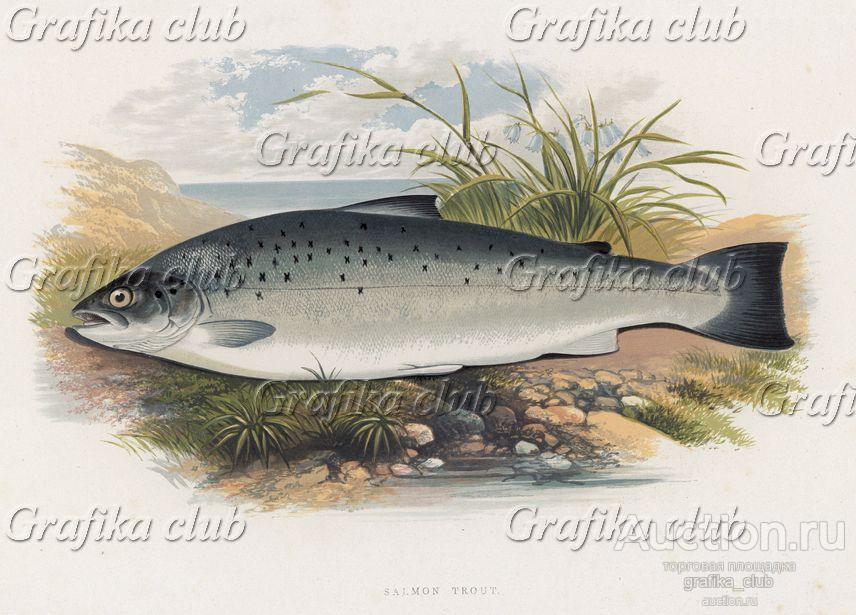 Горная форель на каменистом берегу речки