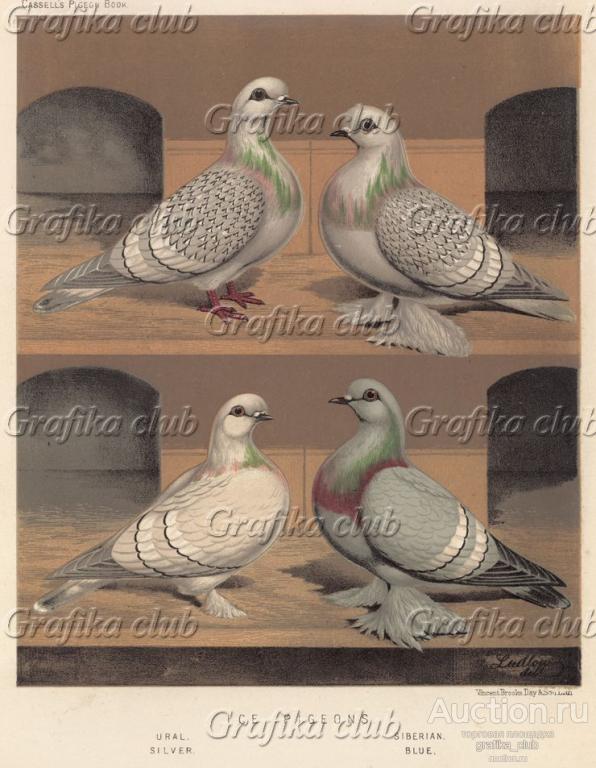 Голуби ледовые: уральский и сибирский, серебристый