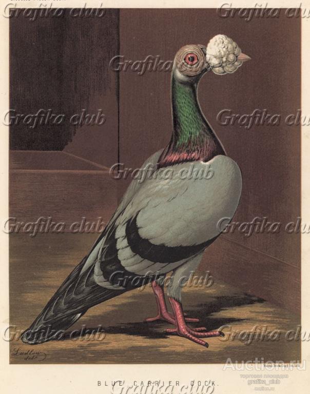 Голубь почтовый голубой (из знаменитой "Книги