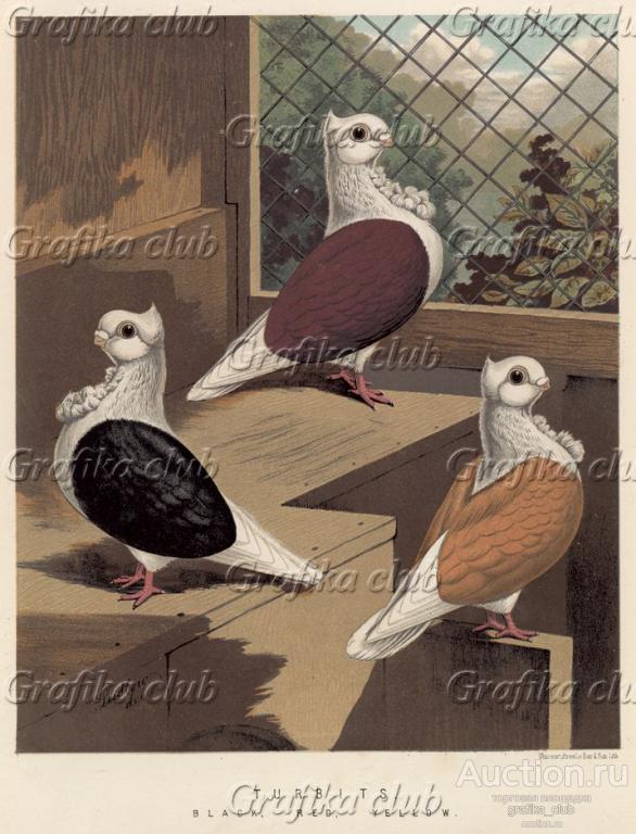 A4 Laminated Posters. Pigeons 44 Breeds Homers Tumblers Etsy Pigeon breeds, Bird