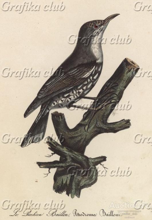 Коростель, или дергач (лист из альбома литографий