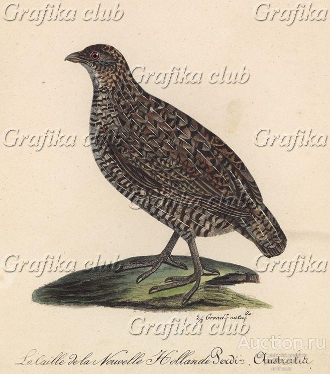 Перепел австралийский (лист из альбома литографий