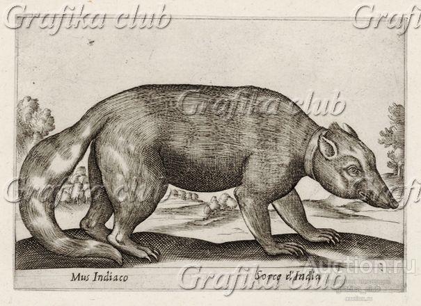 Пушной зверь из Индии, родственник мыши (лист