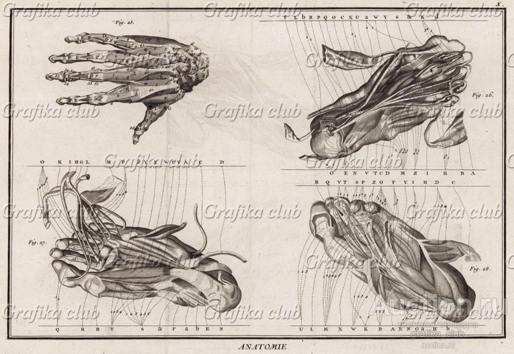 Анатомия. Руки и ноги в разрезе. (Ивердонская