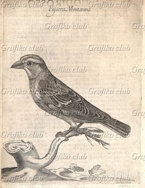 Горный воробей. Из первого (1622 г.) издания