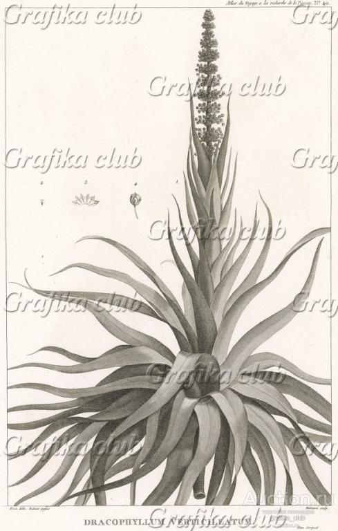 Змеелистник, или Дракофиллум (Dracophyllum