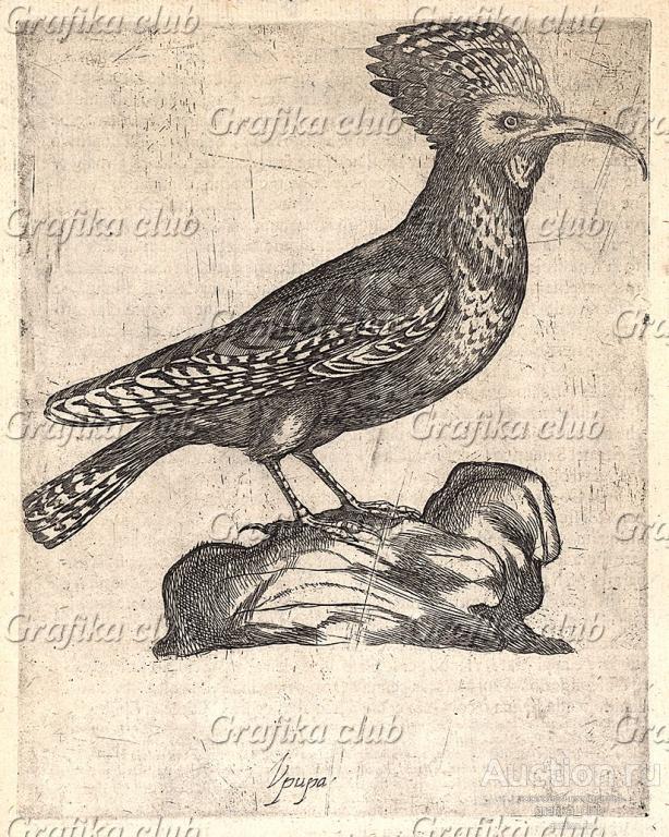 Удод, он же потатуйка и пустушка. Из первого (1622