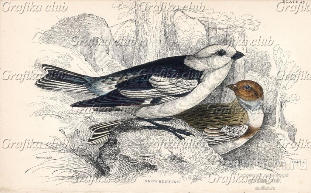 Пуночка, или снежный подорожник — птица