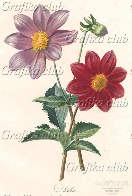 Георгин (далия) из Flore pittoresque dediée Aux