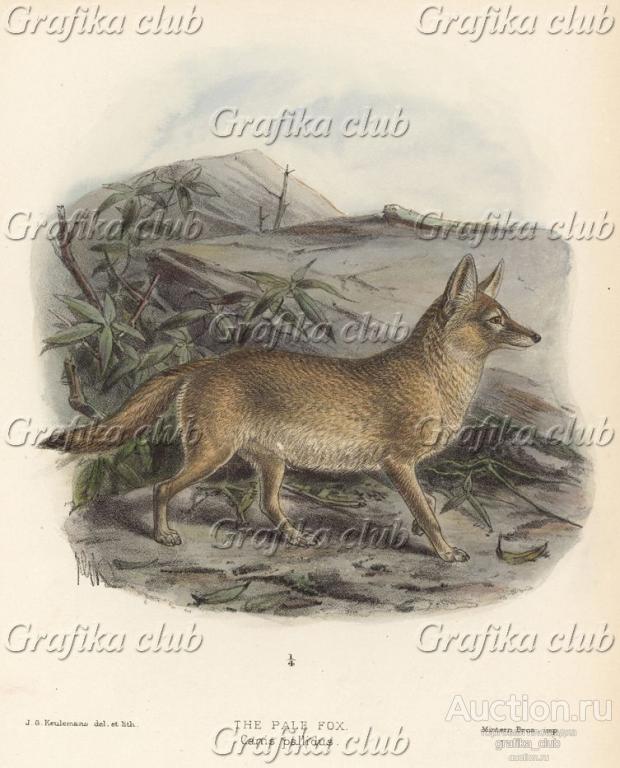 Лиса бледная (лист XXXIV иллюстраций к известной