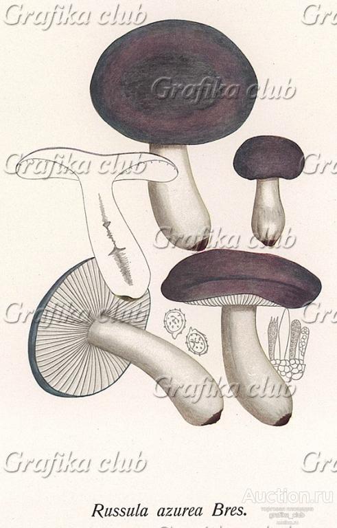 Сыроежка лазоревая или синяя, Russula azurea Bres