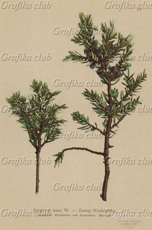 Можжевельник лежачий (Juniperus nana W. (лат