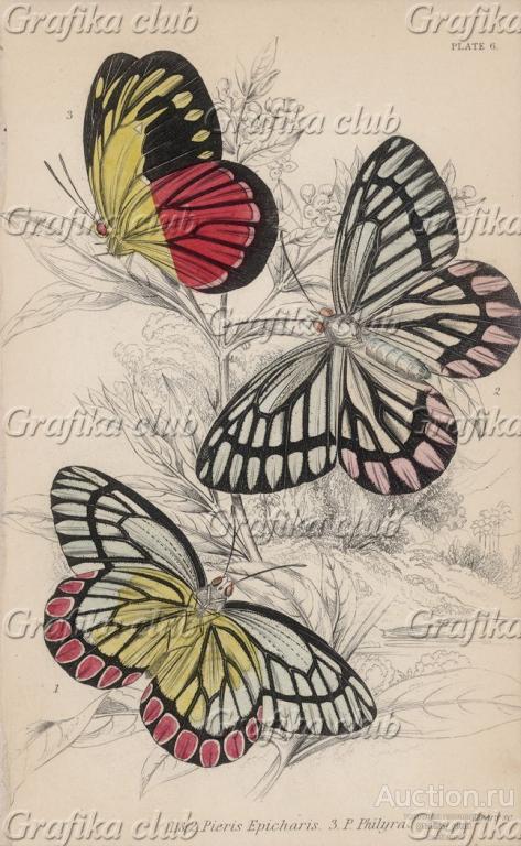 Бабочки 1,2. Pieris Epicharis и 3. P. Philyra (лат