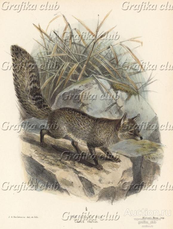 Лиса седая (лист XXXI иллюстраций к известной