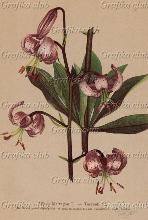 Лилия царские кудри, или просто лилия кудреватая