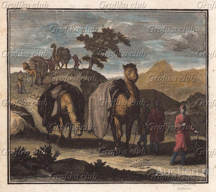 Верблюды идут караваном (Camelus). "Huy! und Pfuy!