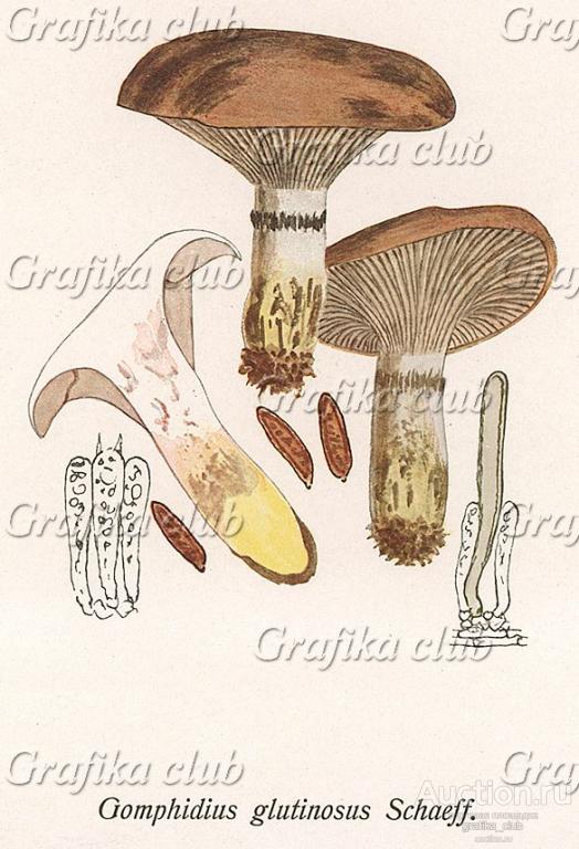 Мокруха еловая, Comphidius glutionosus Schaeff