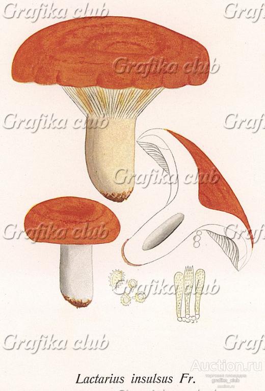 Груздь дубовый, Lactarius insulsus Fr. (лат