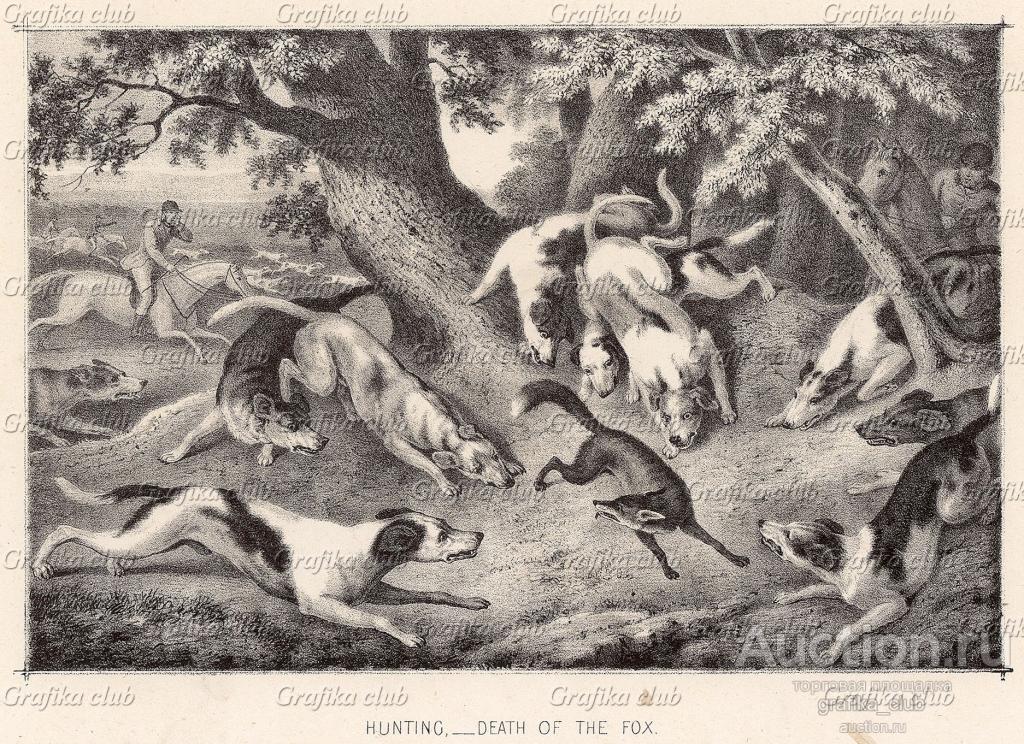 Загнанная гончими лиса.