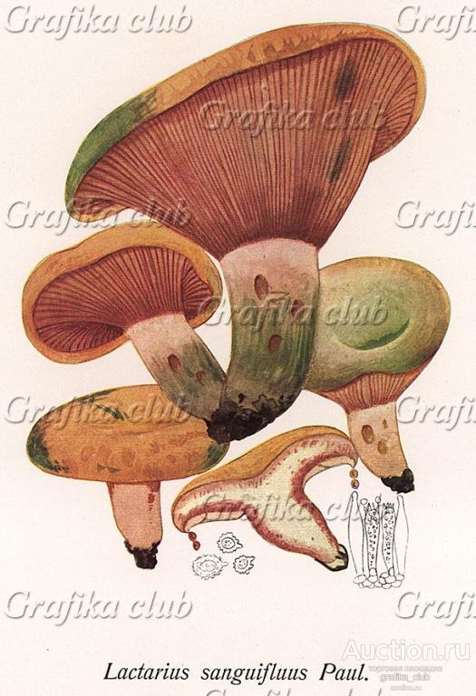 Рыжик красный, Lactarius sanguifluus Paul. (лат