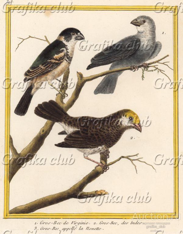 Дубоносы с разных концов света (из Table des