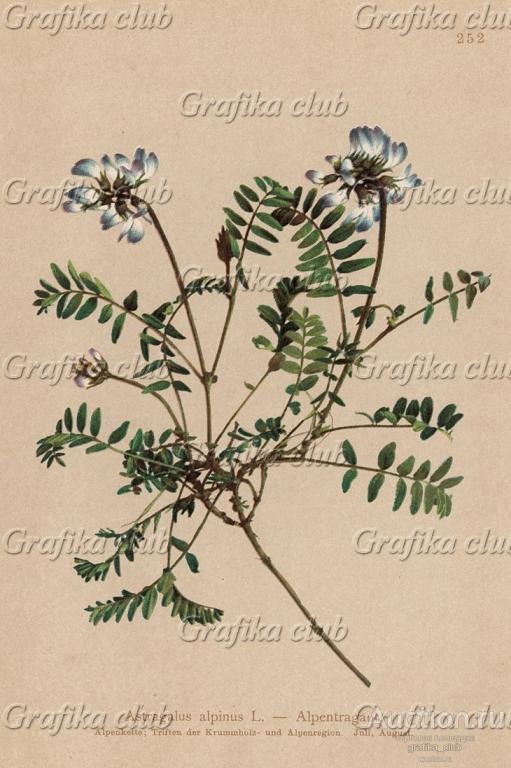 Астрагал альпийский (Astragalus alpinus (лат