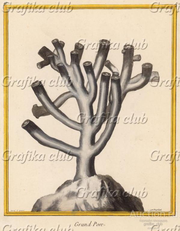 Коралл, именовавшийся во Франции конца XVIII