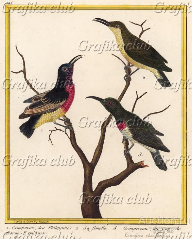 Пищухи с разных концов света (из Table des